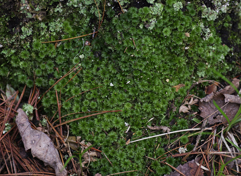 Rhodobryum ontariense